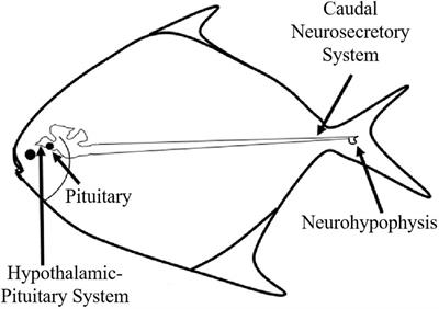 The distinctive morphology of caudal neurosecretory system and its impact on Pampus argenteus throughout the breeding season